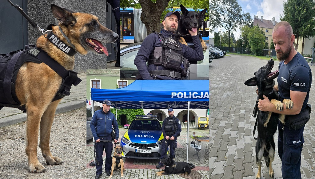 kolaż zdjęć policyjnych psów wraz z przewodnikami 