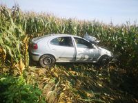 Osobowe Renault stoi w polu, gdzie rośnie kukurydza.