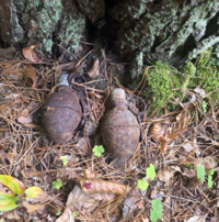 na zeschniętych liściach leżą dwa skorodowane granaty ręczne