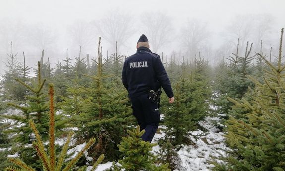 policjant wśród drzewek iglastych