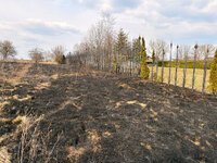 wypalona trawa na posesji