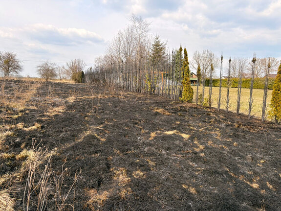 wypalona trawa na posesji