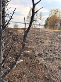 opalone gałęzie drzewa i wypalona trawa