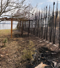 spalona drewniana pergola, opalone tuje i spalona trawa